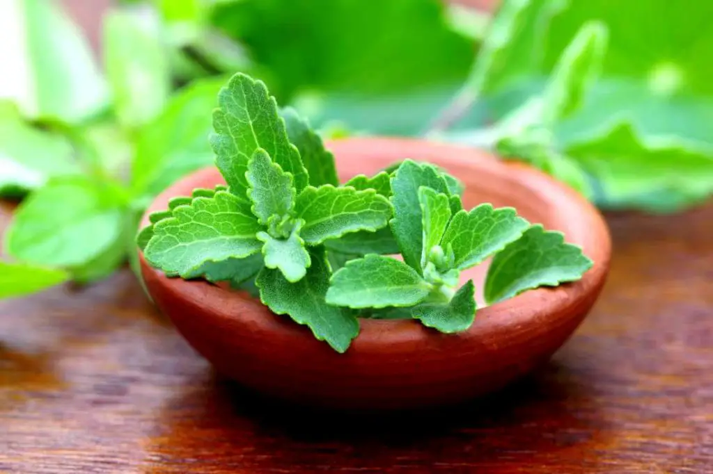 stevia leaves