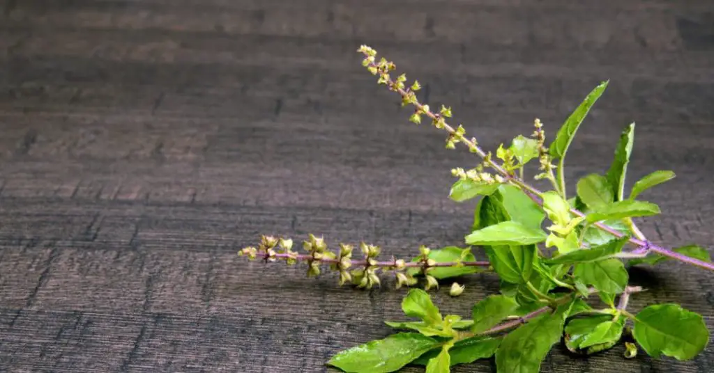 holy basil is an antihistamine herb