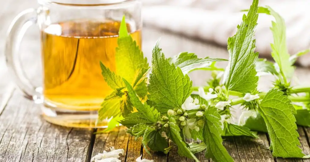 nettle leaf tea is safe for histamine intolerance