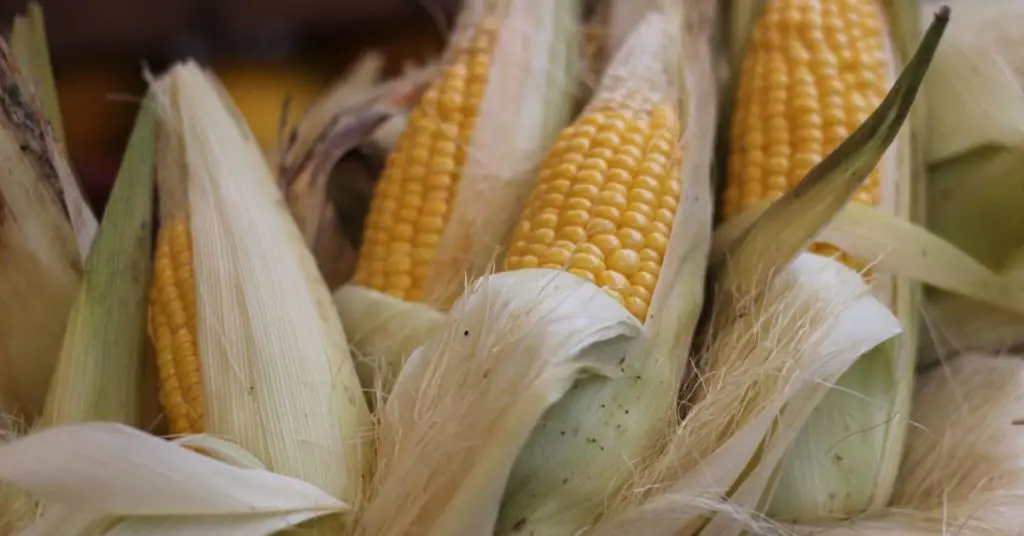 choose fresh corn if you have histamine intolerance