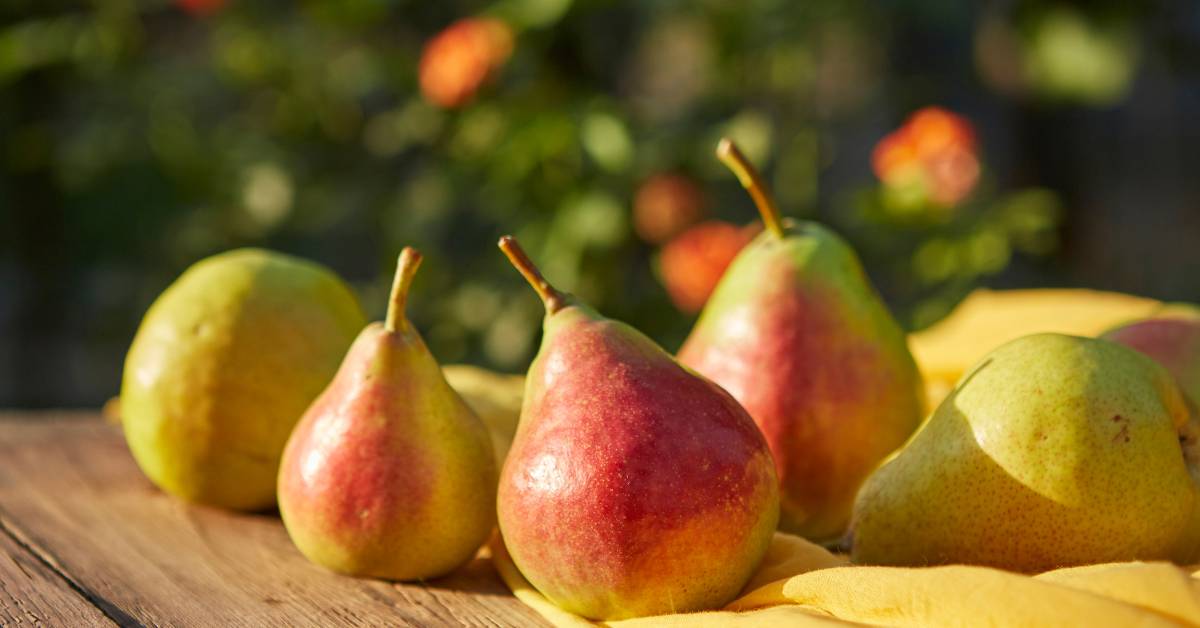 are pears low histamine