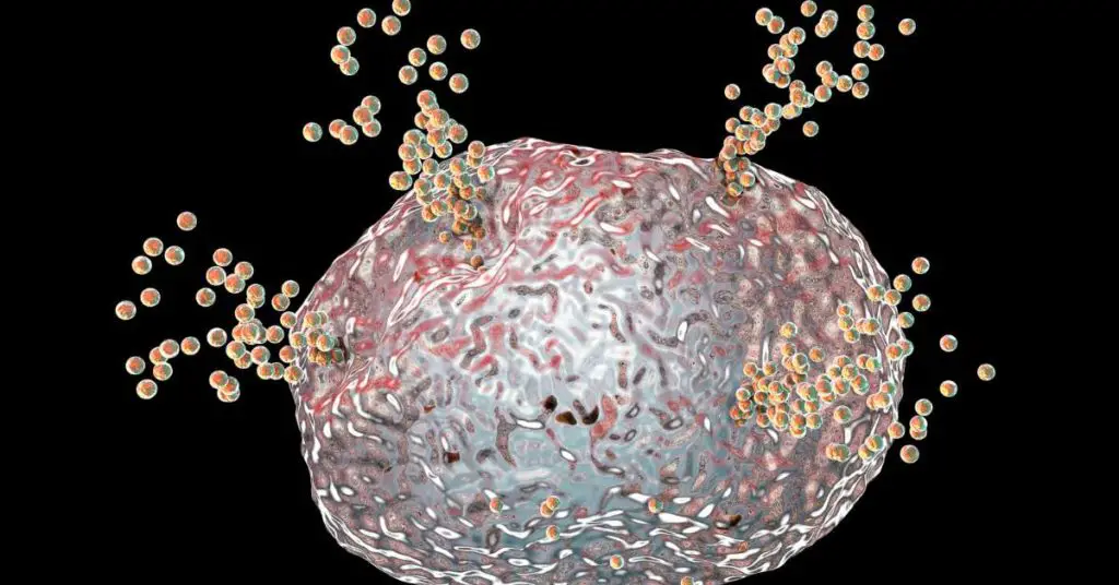 mast cell releasing histamine