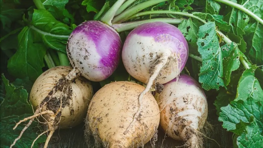 Turnips are a low-histamine root vegetable