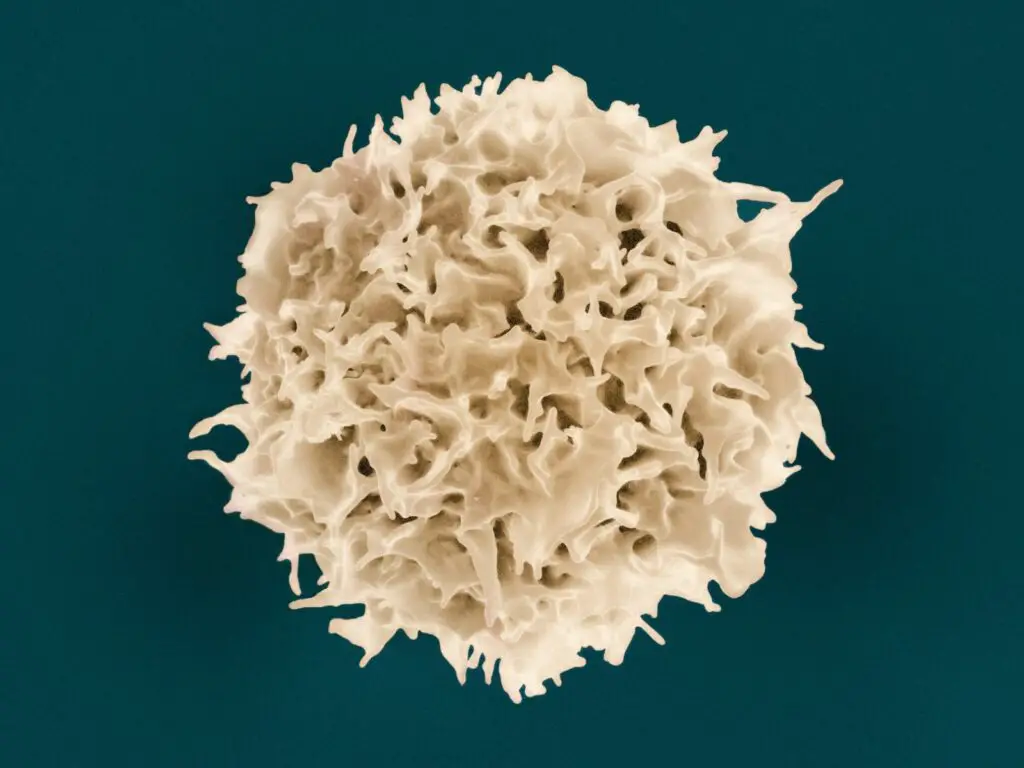 closeup of a mast cells that produces histamine